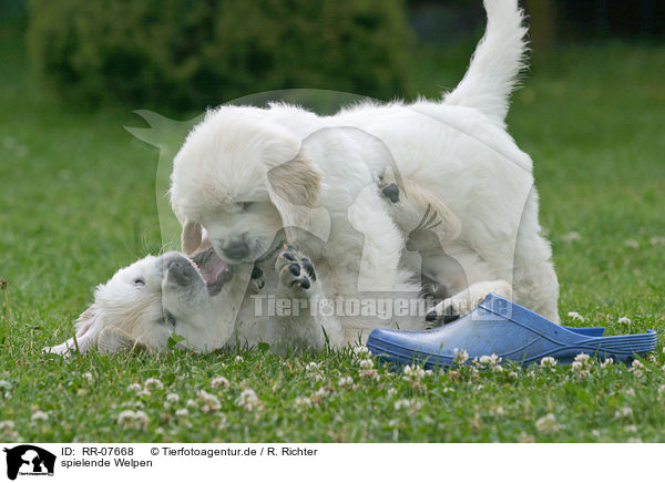 spielende Welpen / playing pups / RR-07668