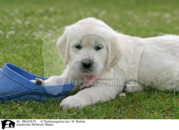 spielender Retriever Welpe / RR-07675