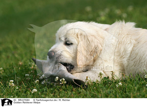 Golden Retriever Welpe / Golden Retriever Pup / RR-07680