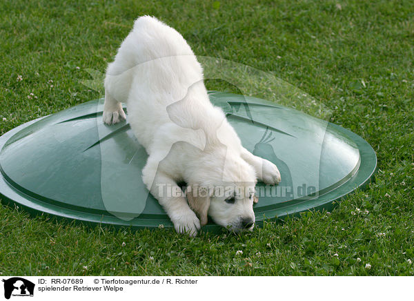 spielender Retriever Welpe / playing puppy / RR-07689