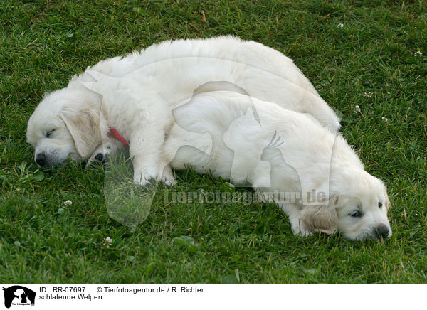 schlafende Welpen / sleeping pups / RR-07697