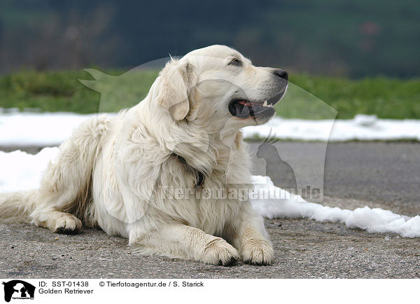 Golden Retriever / Golden Retriever / SST-01438