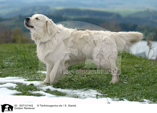 Golden Retriever / Golden Retriever / SST-01442