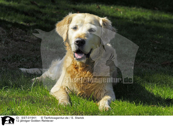 12 jhriger Golden Retriever / Golden Retriever Senior / SST-01941