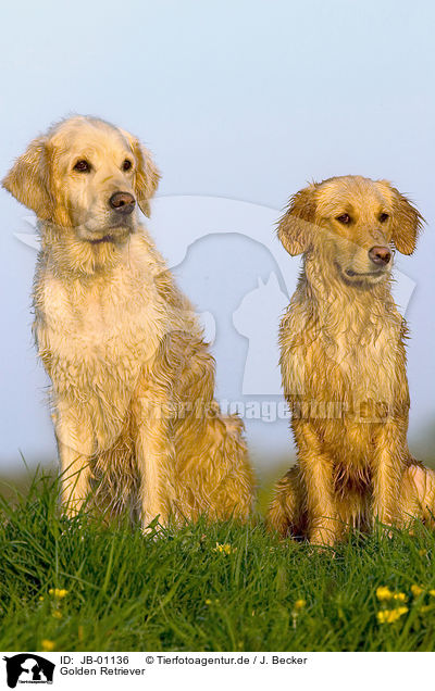 Golden Retriever / JB-01136