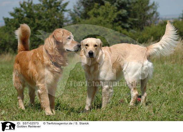 Golden Retriever / SST-02573