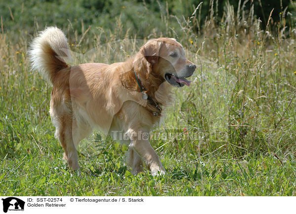 Golden Retriever / Golden Retriever / SST-02574