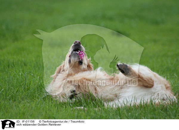 sich w�lzender Golden Retriever / IF-01156