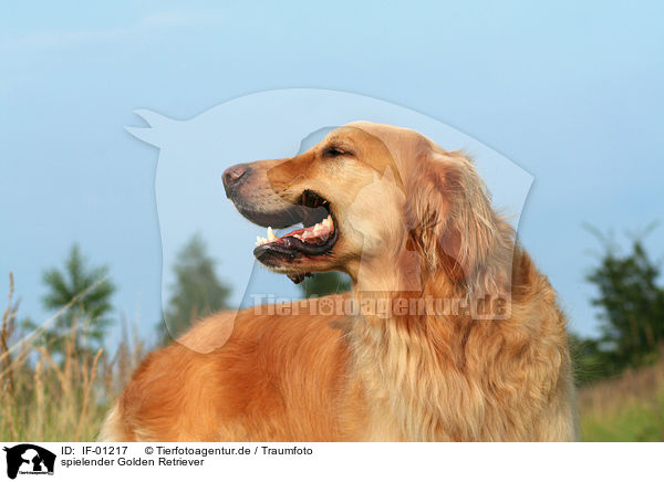 spielender Golden Retriever / IF-01217