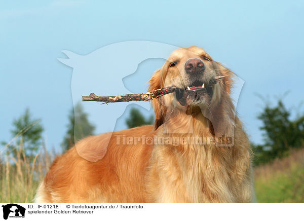 spielender Golden Retriever / IF-01218
