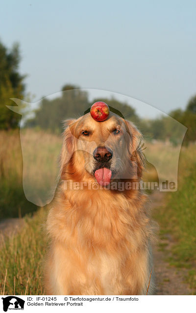 Golden Retriever Portrait / Golden Retriever Portrait / IF-01245