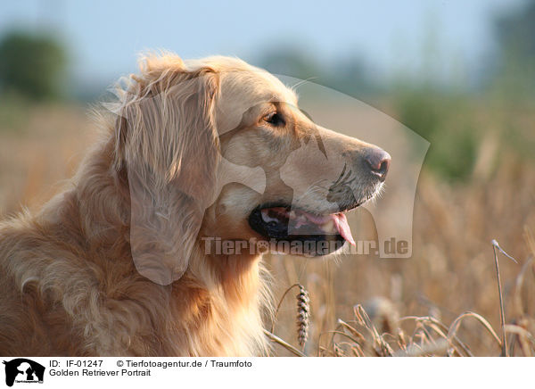 Golden Retriever Portrait / Golden Retriever Portrait / IF-01247