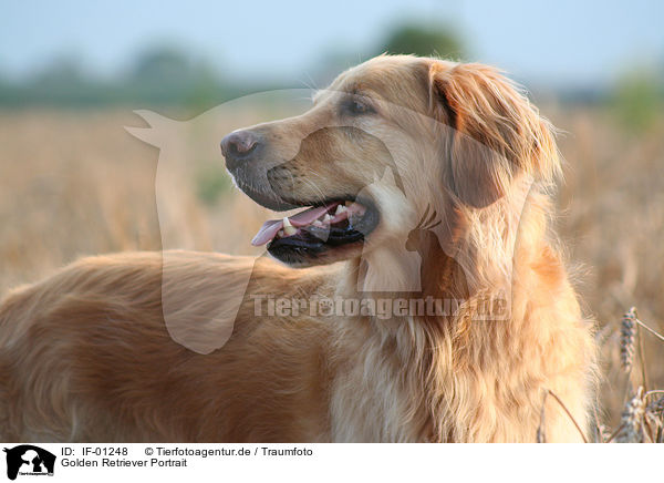Golden Retriever Portrait / Golden Retriever Portrait / IF-01248