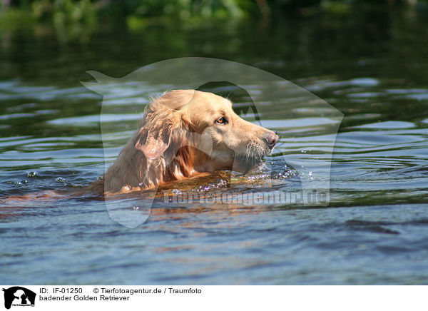 badender Golden Retriever / bathing Golden Retriever / IF-01250