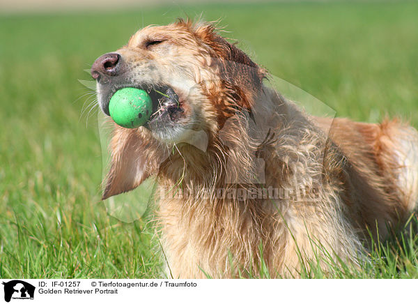 Golden Retriever Portrait / IF-01257