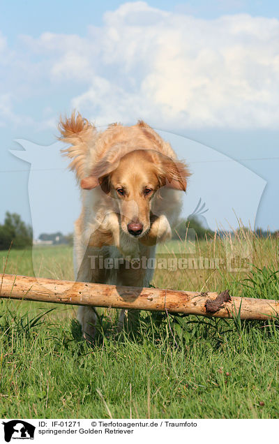 springender Golden Retriever / jumping Golden Retriever / IF-01271