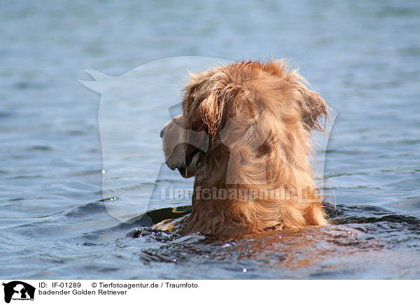 badender Golden Retriever / bathing Golden Retriever / IF-01289