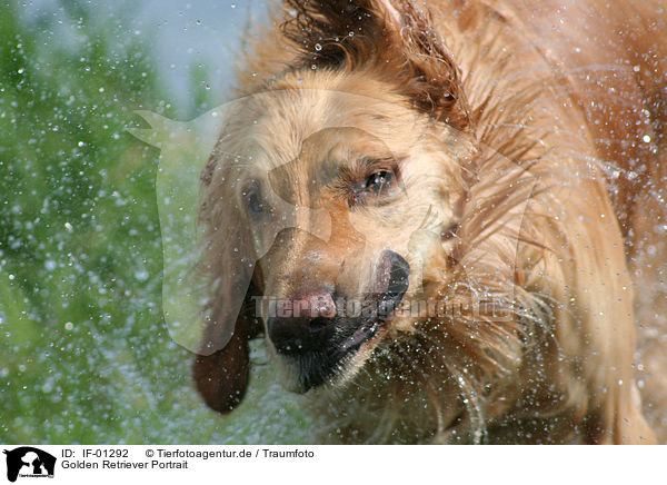 Golden Retriever Portrait / Golden Retriever Portrait / IF-01292