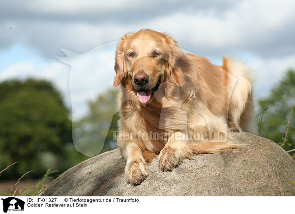 Golden Retriever auf Stein / Golden Retriever / IF-01327