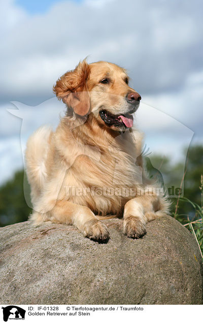 Golden Retriever auf Stein / Golden Retriever / IF-01328