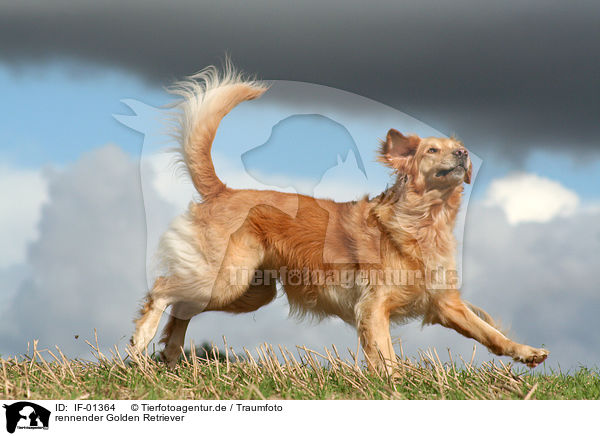 rennender Golden Retriever / running Golden Retriever / IF-01364