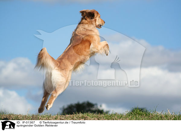 springender Golden Retriever / jumping Golden Retriever / IF-01367