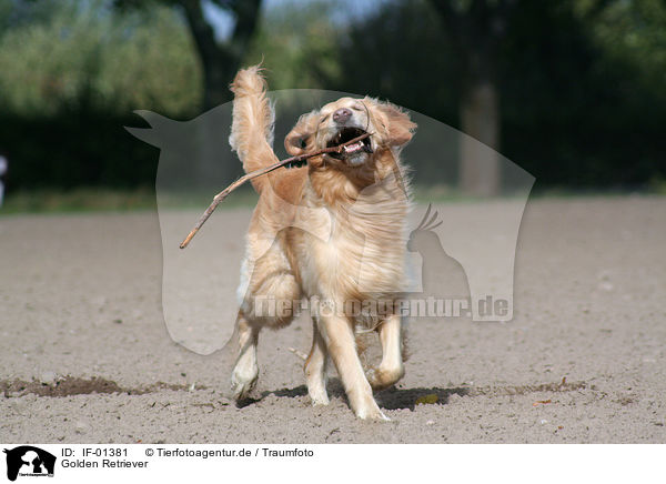 Golden Retriever / IF-01381