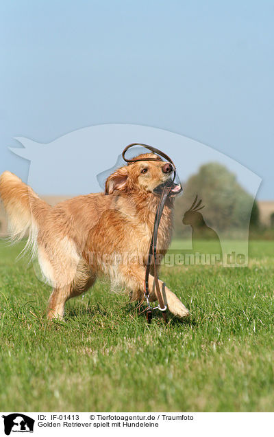 Golden Retriever spielt mit Hundeleine / IF-01413