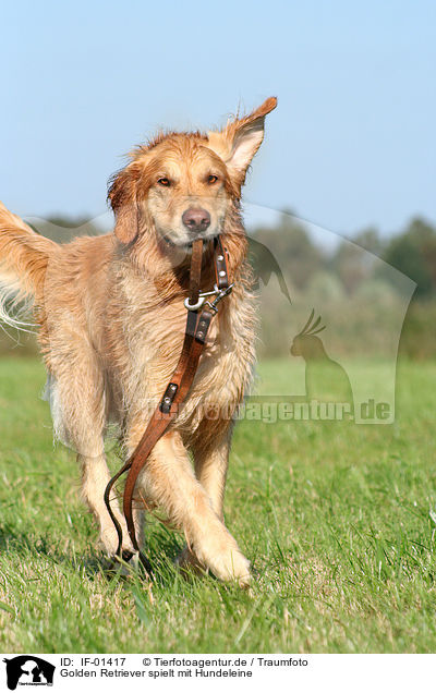 Golden Retriever spielt mit Hundeleine / IF-01417