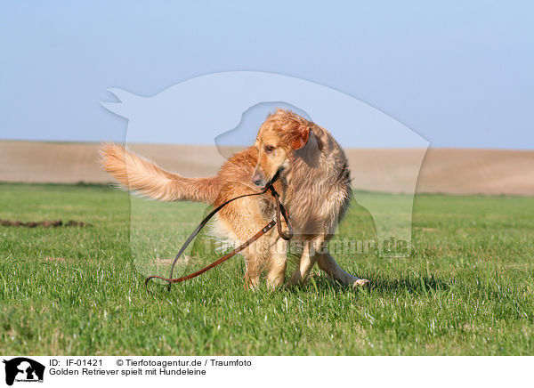 Golden Retriever spielt mit Hundeleine / IF-01421