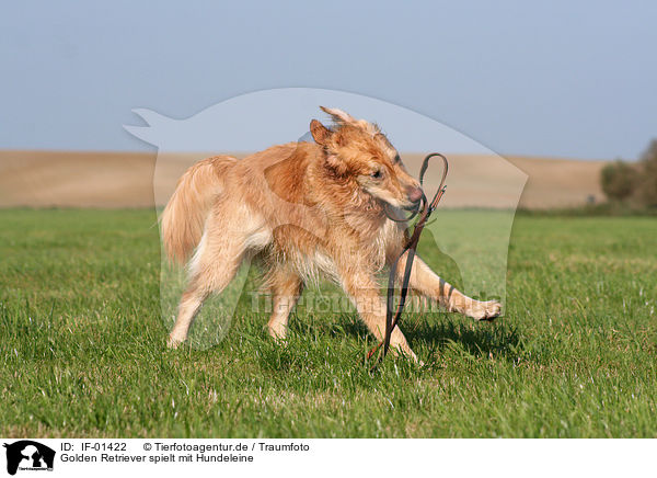 Golden Retriever spielt mit Hundeleine / IF-01422