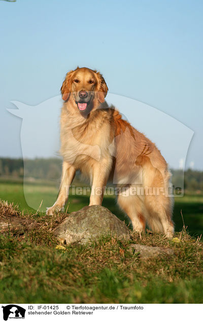 stehender Golden Retriever / standing Golden Retriever / IF-01425