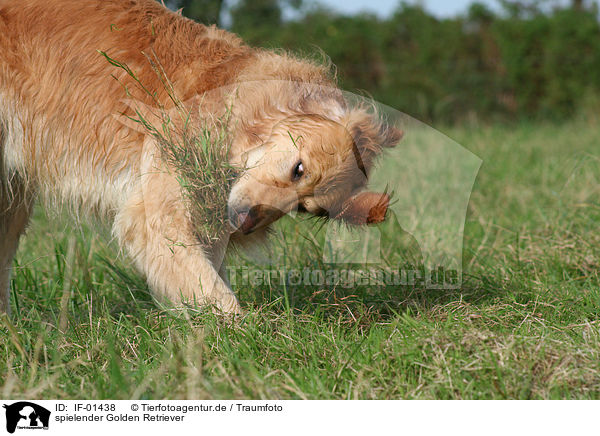 spielender Golden Retriever / IF-01438