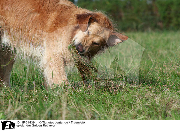 spielender Golden Retriever / IF-01439
