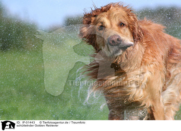 schttelnder Golden Retriever / shaking Golden Retriever / IF-01443