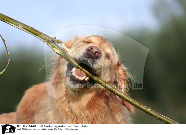 mit Stckchen spielender Golden Retriever / IF-01449