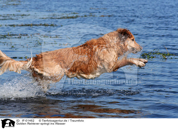Golden Retriever springt ins Wasser / Golden Retriever jumping into water / IF-01462