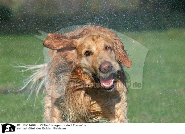 sich schttelnder Golden Retriever / shaking Golden Retriever / IF-01469