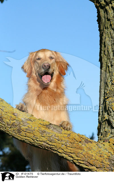 Golden Retriever / Golden Retriever / IF-01475