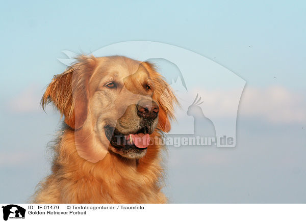 Golden Retriever Portrait / Golden Retriever Portrait / IF-01479