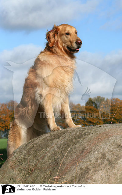 stehender Golden Retriever / standing Golden Retriever / IF-01480