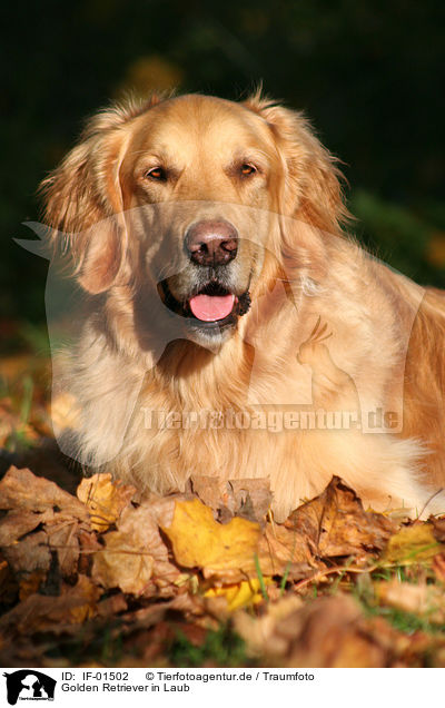 Golden Retriever in Laub / Golden Retriever in leaves / IF-01502