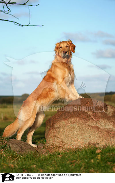 stehender Golden Retriever / standing Golden Retriever / IF-01509
