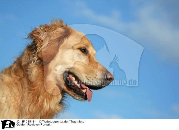 Golden Retriever Portrait / Golden Retriever Portrait / IF-01518