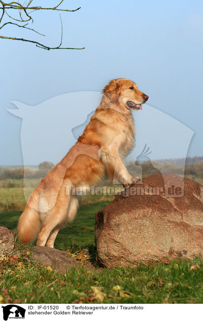 stehender Golden Retriever / standing Golden Retriever / IF-01520