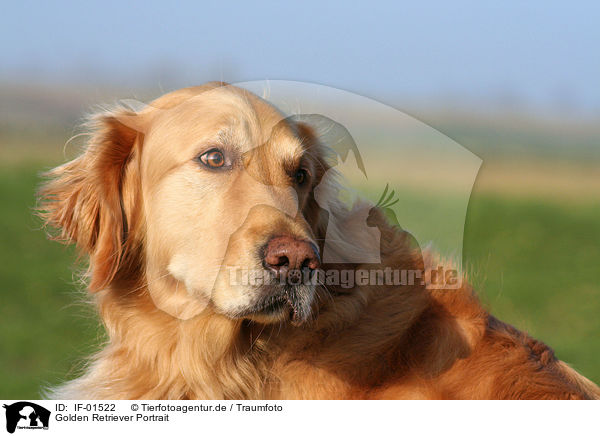 Golden Retriever Portrait / Golden Retriever Portrait / IF-01522