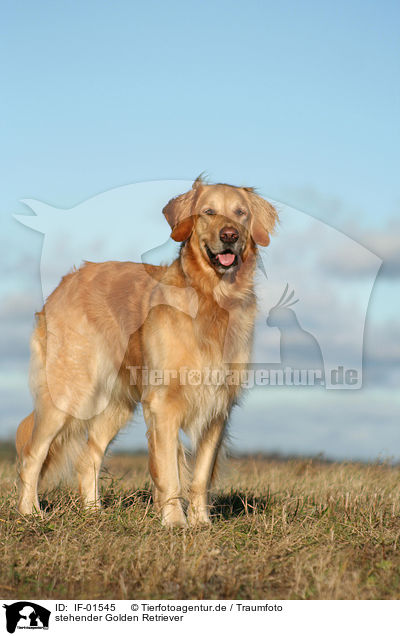stehender Golden Retriever / standing Golden Retriever / IF-01545