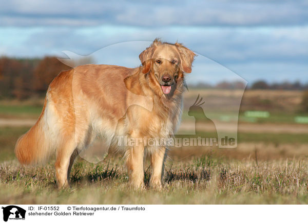 stehender Golden Retriever / standing Golden Retriever / IF-01552