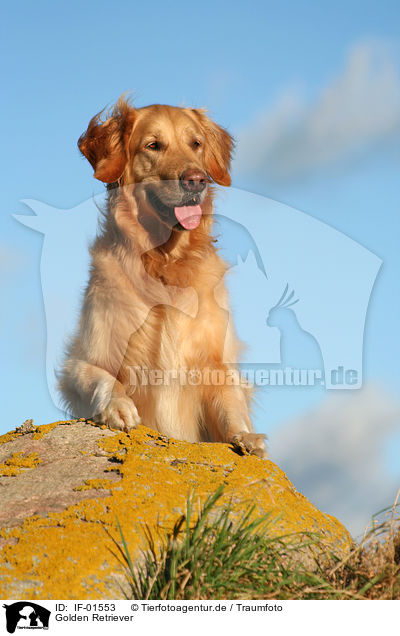 Golden Retriever / Golden Retriever / IF-01553