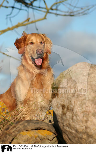 Golden Retriever / Golden Retriever / IF-01554